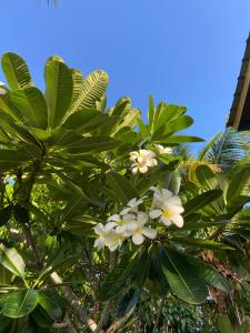 a tree with white flowers on top of it at Anda Di Hows Hostel in Placencia Village