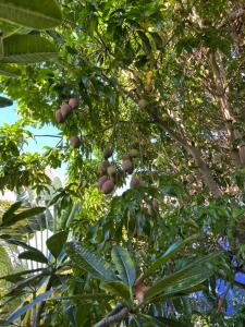 uma árvore com um monte de fruta em Anda Di Hows Hostel em Placencia Village