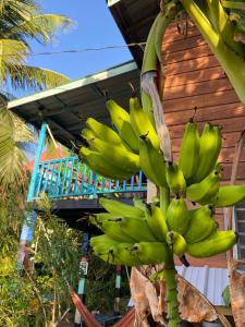 a bunch of bananas hanging from a tree at Anda Di Hows Hostel in Placencia Village