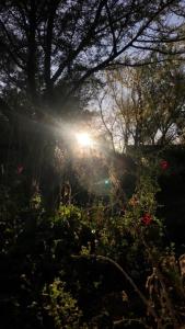 a sun shining through the branches of a tree at Off the Grid Lakauta Lodge in San Pedro de Atacama