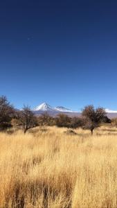 een veld van hoog bruin gras met een berg op de achtergrond bij Off the Grid Lakauta Lodge in San Pedro de Atacama