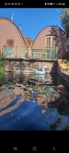 a swan swimming in a river in front of a building at Off the Grid Lakauta Lodge in San Pedro de Atacama