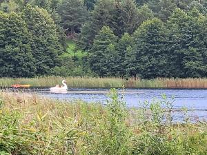 a person in a swan boat on a lake at Apartamenty Promyk Wisełka in Wisełka