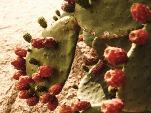 a close up of a cactus in the sand at The Wild by Interni in Kalafatis
