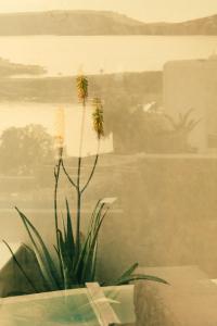 a plant with yellow flowers sitting on a table at The Wild by Interni in Kalafatis