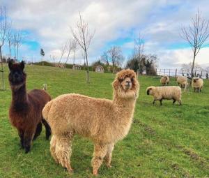 a group of llamas standing in a field at Honeybee Home in Llansantffraid-ym-Mechain