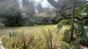 un jardín con césped con árboles y plantas en Hidden Gem Art Guesthouse , one of a kind en Germiston