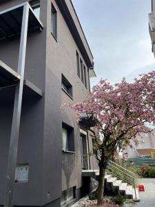 a tree in front of a building with pink flowers at Noce Zagreb in Zagreb +12 photos