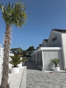 a palm tree in front of a house with a sidewalk at Silver Park in Gąski