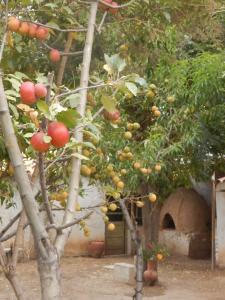 an apple tree with fruits on it in front of a building at Hostal Casa Grande in Villazón