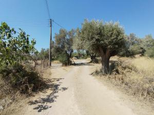 uma estrada de terra com uma árvore ao lado em CostasFarmhouse, Pallini, Near Athens Airport em Pévka