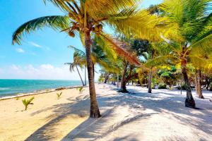 uma fileira de palmeiras numa praia arenosa em Casa Spuntino em Placencia Village