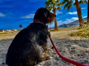 un perro con correa sentado en la playa en La Casa del Cine en Níjar, en Níjar