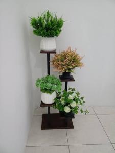 uno scaffale con tre piante in vaso. di QM_Homestay Bagan Serai a Bagan Serai