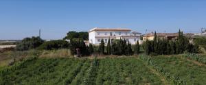 ein Haus inmitten eines Feldes in der Unterkunft Alojamiento Rural Al´Mare in Conil de la Frontera