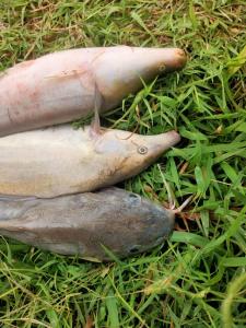 Gallery image of Semliki Fishing River Camp in Ntoroko +7 photos