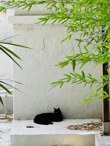 a black cat laying on the ground next to a wall at Lisbon Guests Apartments in Lisbon