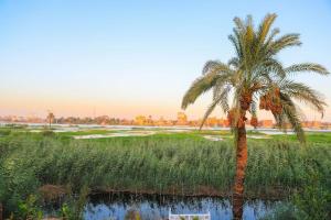 a palm tree in the middle of a field at Royal Nile Villas - Nile View Apartment 2 in Luxor
