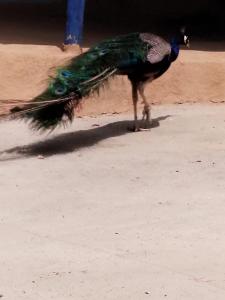 un pavo real caminando en el suelo con su cola en auberge yeswal aoulad yaakoube 