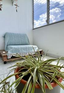 a room with a couch and a potted plant at L'Escale, appt partagé, shared apartment in Pointe-à-Pitre