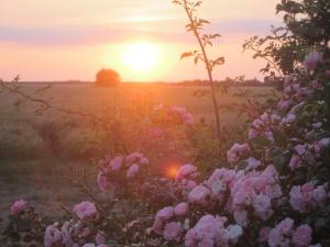 a sunset over a field with pink roses at Wellnesshaus "Wind" in Fehmarn