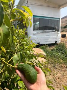 a person holding an avocado in front of a caravan at Leobus-לאו באס in Menaẖemya