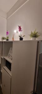 a counter with potted plants on top of it at Hotel Aboukir in Paris