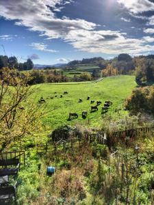 a herd of cows grazing in a green field at Les chambres du roc St Jean in Gluiras