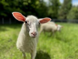 a sheep standing in a field of grass at Siwejka - Ropki - Beskid Niski in Ropki