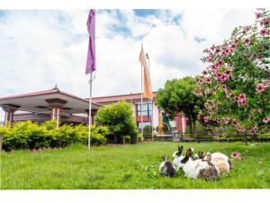 a group of rabbits sitting in the grass in front of a building at Hotel Pokhara Grande in Pokhara