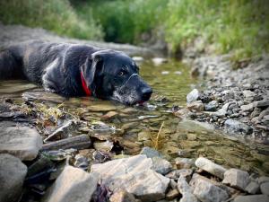 un perro negro nadando en un arroyo de agua en Siwejka - Ropki - Beskid Niski, en Ropki