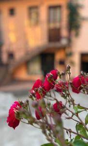 een groep roze bloemen met een gebouw op de achtergrond bij Moon and Sun Apartments in Sibiu