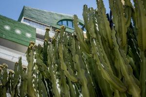 a cactus in front of a building at AR Roca Esmeralda & SPA Hotel in Calpe