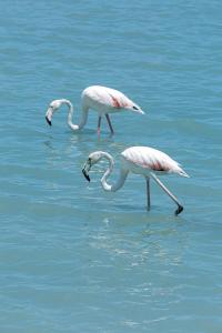 two flamingos are walking in the water at AR Roca Esmeralda & SPA Hotel in Calpe