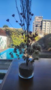uma planta num vaso de vidro sentado numa mesa em Pachá Hostel Backpack em Salta