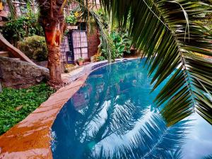 basen z palmą obok domu w obiekcie The quaint cottage with a pool w mieście Naivasha
