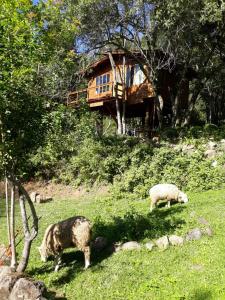 deux moutons qui paissent dans l'herbe devant une maison dans l'établissement Eco Aldeia, à Nova Petrópolis