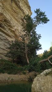 un árbol creciendo al lado de una roca junto a un río en La dimora delle terme di Segesta, en Castellammare del Golfo