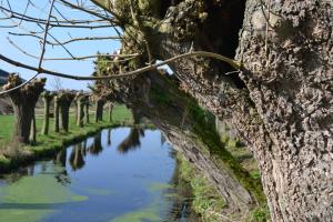 Un arbre qui penche au-dessus d'une rivière dans l'établissement Louisehoeve Holiday Home, à Linschoten