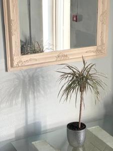 a potted plant sitting on a table in front of a mirror at HOSTEL/HOTELL 3A in Maardu