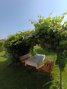 a table and chairs under an apple tree at Cookies Old House Visoko in Visoko