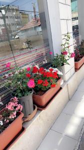 un grupo de flores en macetas en el alféizar de la ventana en Sandra Hotel, en Amán