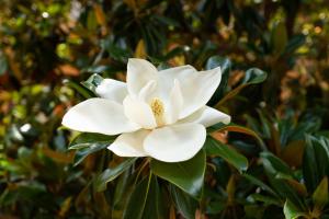 a white flower on a plant with leaves at Luxury Borghese Magnolia Suite in Rome