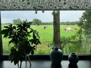 een raam met uitzicht op een veld met koeien bij Pak oe rust, bij stacaravan Busscher in Geesteren