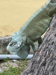 Animales en el hotel o alrededores