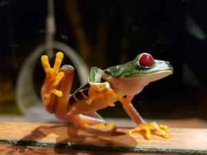 a frog toy sitting on top of a table at Casita Bribri at Margarita Hills in Cocles