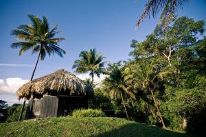 a hut with palm trees in the background at Lower Dover Jungle Lodge & Maya Ruins in Unitedville