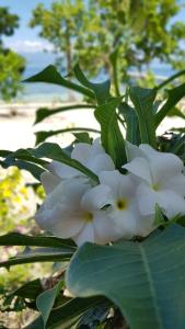 Banda białych kwiatów na drzewie w obiekcie Amoryg Resort and Dive Raja Ampat w mieście Pulau Mansuar