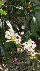 a butterfly sitting on a plant with flowers at Amoryg Resort and Dive Raja Ampat in Pulau Mansuar