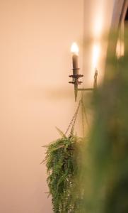 Una vela en una habitación con una planta en Hostel Casa Colon en San José